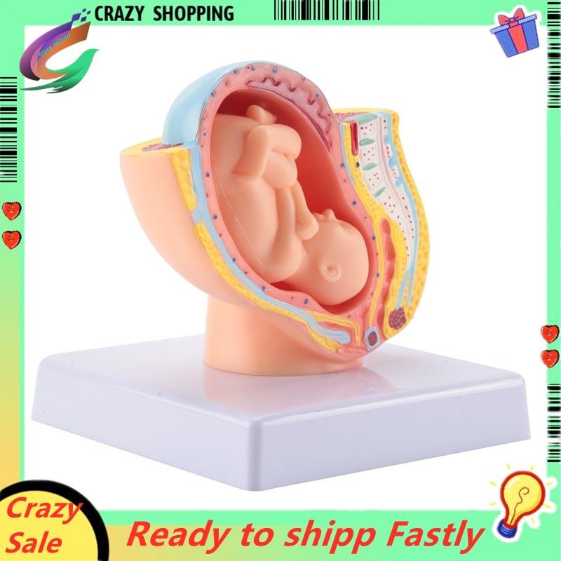Con người Mang thai Phát triển thai nhi Tháng 9 Mô hình vùng chậu phôi thai Fetus Foetus Giải phẫu b