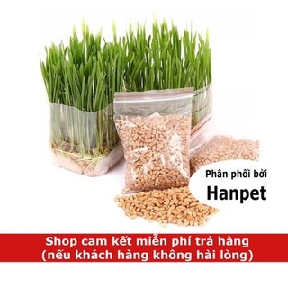 Hạt cỏ mèo Hướng dẫn trồng cỏ mèo tươi hạt lúa mạch