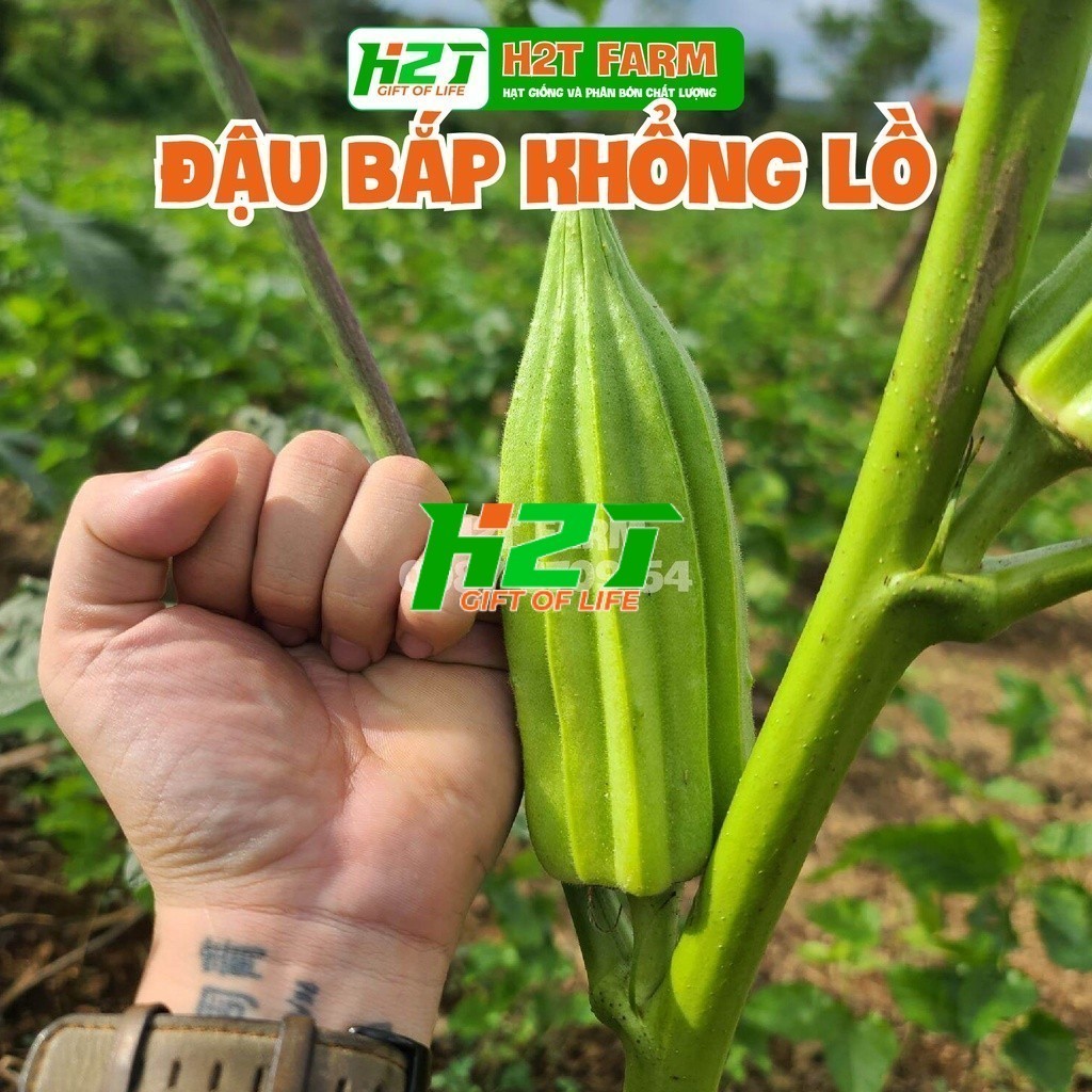 Hạt giống đậu bắp khổng lồ, đậu bắp David , dễ trồng,  cao, ngon nọt - thegioihatgiong