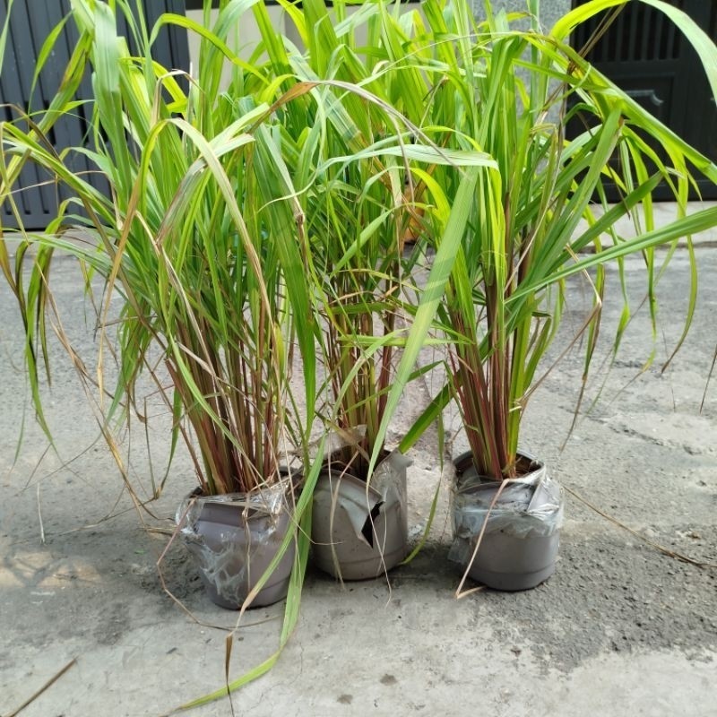 Bụi Sả JaVa ( Sả Thái ) sả java đuổi muỗi .làm tình dầu