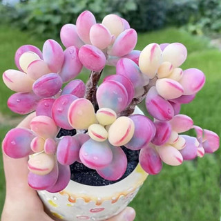 hạt giống Cây Sen Đá Sỏi Hồng chịu nhiệt tốt giá tặng trồng thử gói 5 hạt