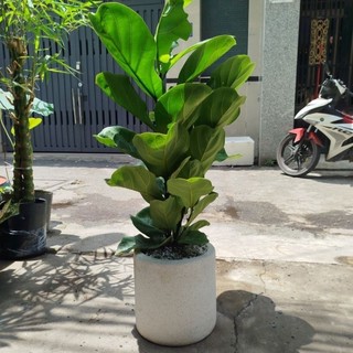 (Hỏa Tốc) Chậu Bàng Singapore ( chậu đá mài .cao 1.2 m)