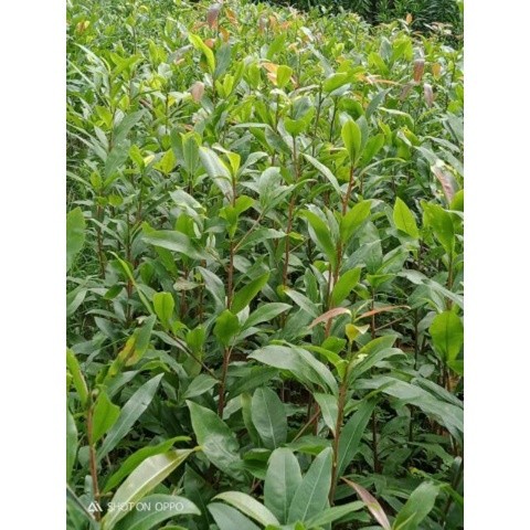 Combo 20 mai con ( cao 40cm 5-12 cánh) (Giống Cây Siêu Tốt Chuẩn F1) (tặng kèm phân kích rễ mua 5 tặ