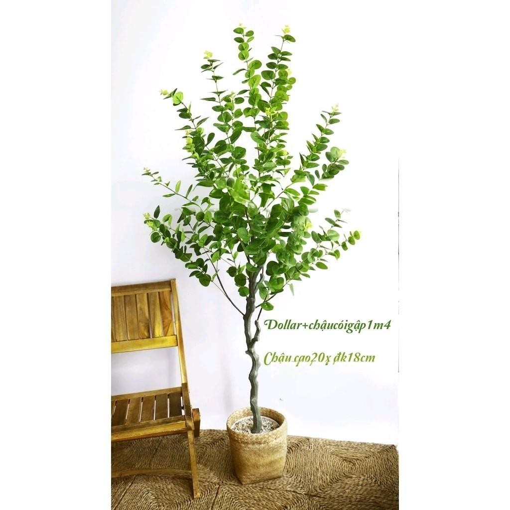 Cây Dollar nhân tạo trang trí nhà cửa, spa, quán cafe, homestay decor trang trí nhà Decor Phòng