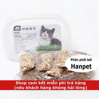 Hạt cỏ mèo Hướng dẫn trồng cỏ mèo tươi hạt lúa mạch