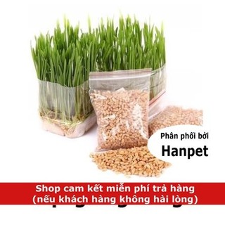 Hạt cỏ mèo Hướng dẫn trồng cỏ mèo tươi hạt lúa mạch