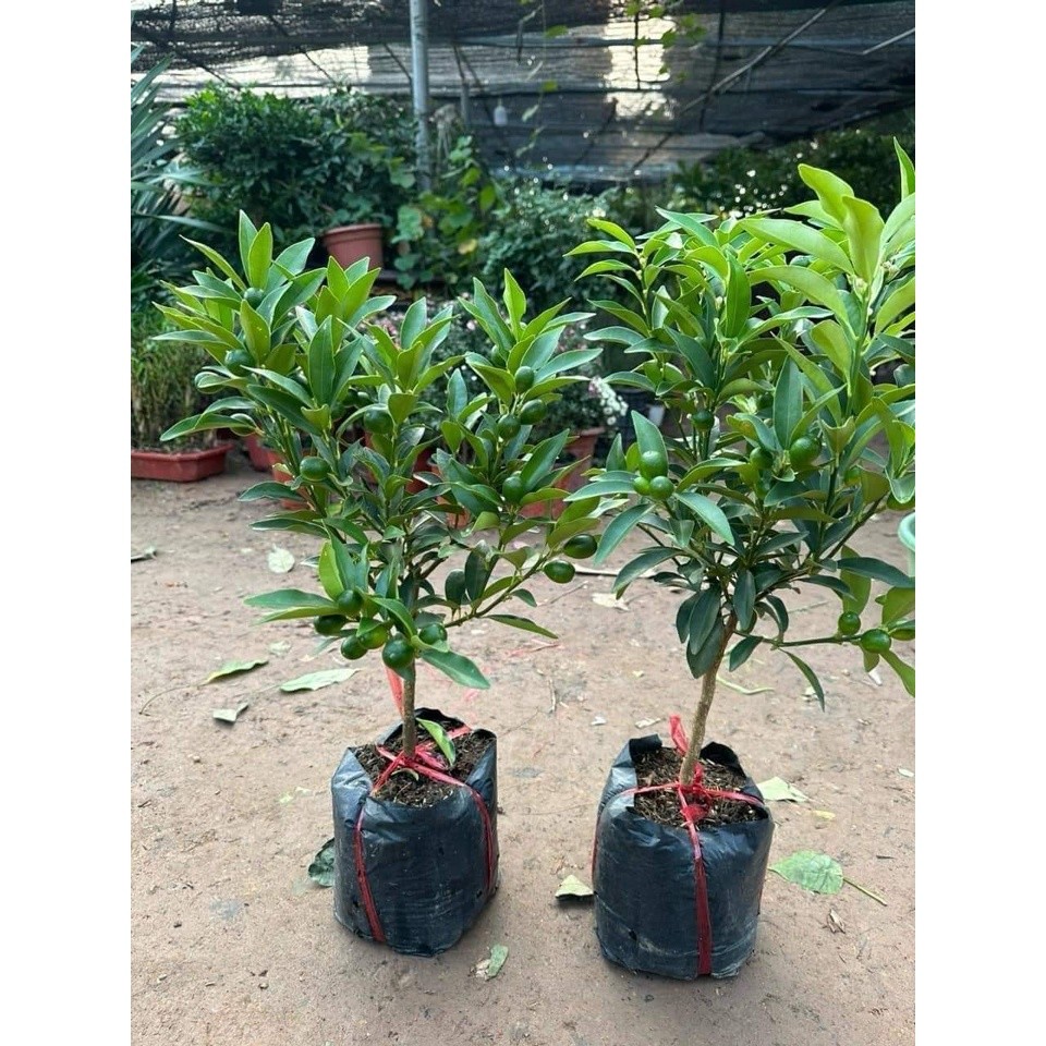 CÂY QUẤT NGỌT SẴN QUẢ -CÂY CẢNH CHO NGÀY TẾT( cây gửi như ảnh cuối)