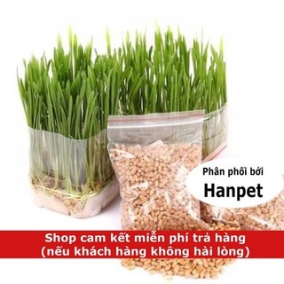 Hạt cỏ mèo Hướng dẫn trồng cỏ mèo tươi hạt lúa mạch