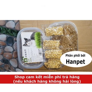 Hạt cỏ mèo Hướng dẫn trồng cỏ mèo tươi hạt lúa mạch