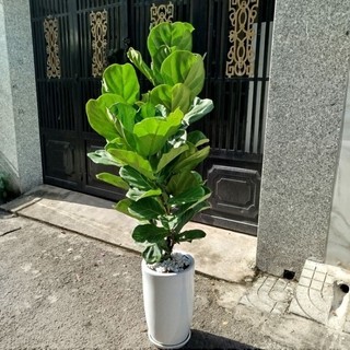 (Hỏa Tốc) Chậu Cây Bàng Singapore ( 1.4m) hàng đẹp
