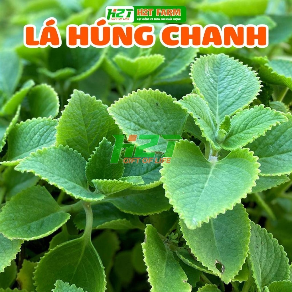 Hạt Giống Húng Chanh - h2t farm