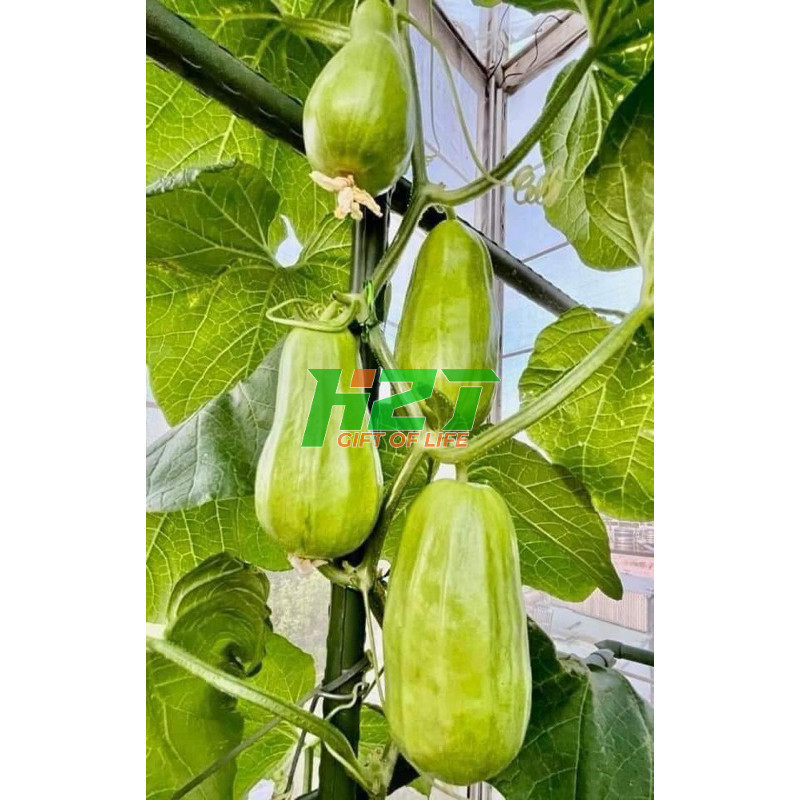 Hạt Giống Dưa Gang Tám Múi (Dưa Gang Nhật) - hatgiongnhapkhau