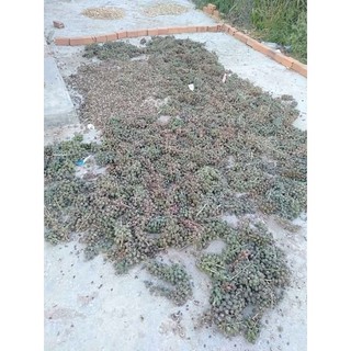 1kg Hạt thầu dầu Tốt Cho Người Bị trĩ