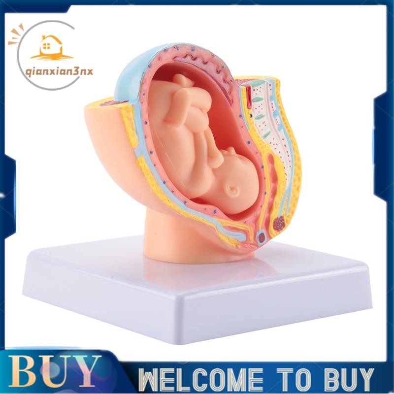 Con người Mang thai Phát triển thai nhi Tháng 9 Mô hình vùng chậu phôi thai Fetus Foetus Giải phẫu b