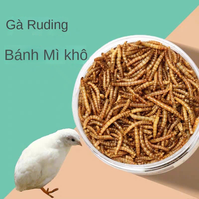 200g Sâu Quy Cho Chuột Hamster Sâu Lớn Cho Gà Con Sâu Mealworm Cho Chim Thức Ăn Chuột Sâu Gạo Sấy Kh