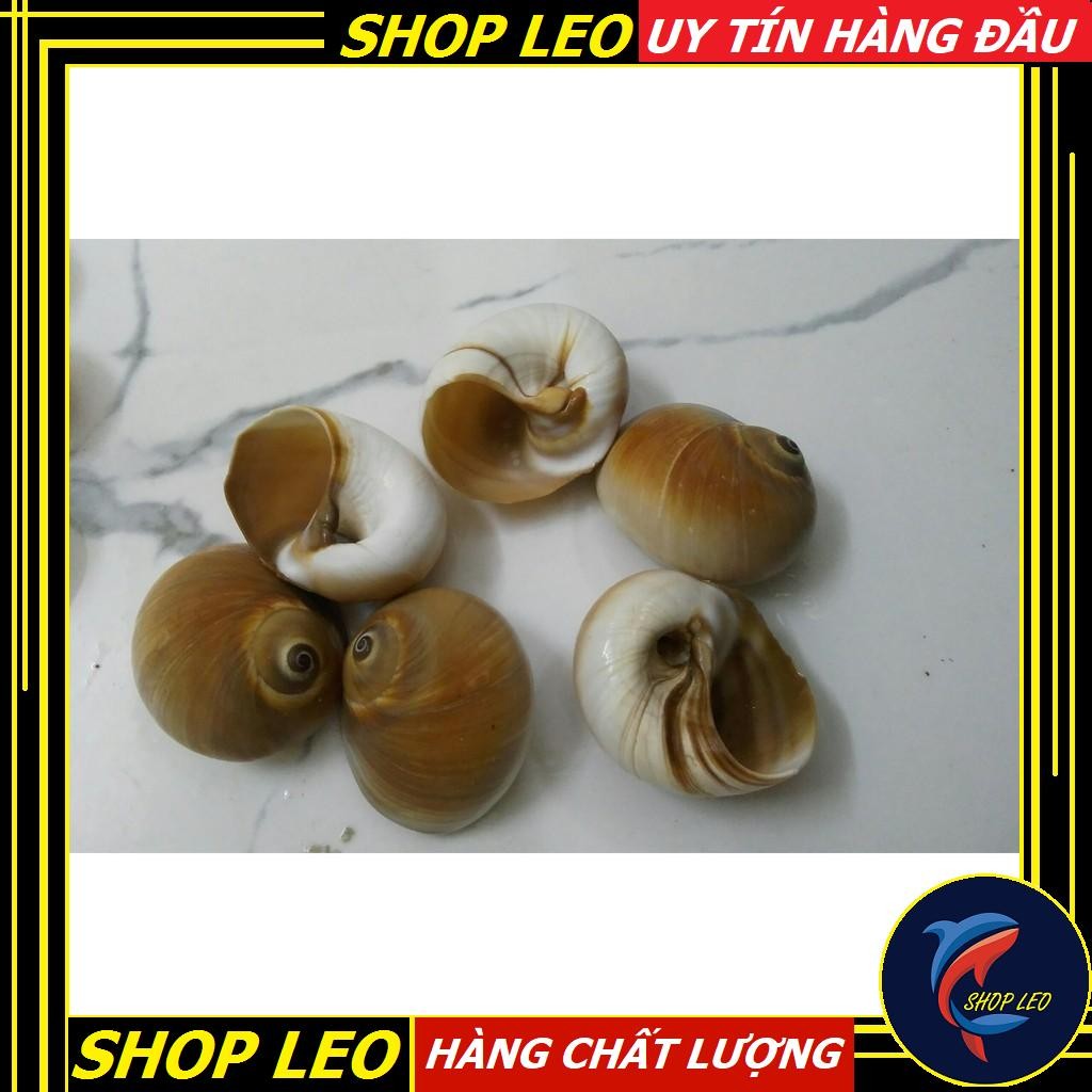 vỏ ốc trang trí
