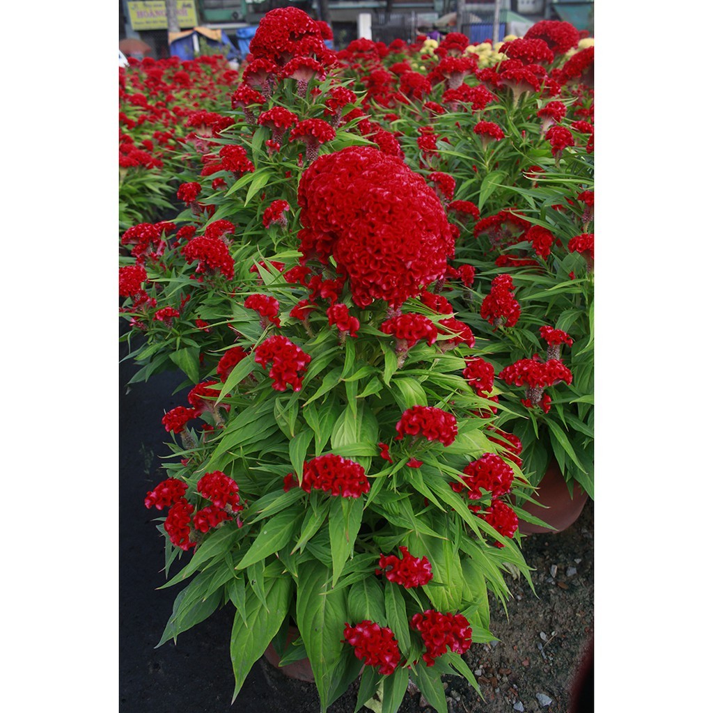 Hạt giống hoa mào gà - h2t farm