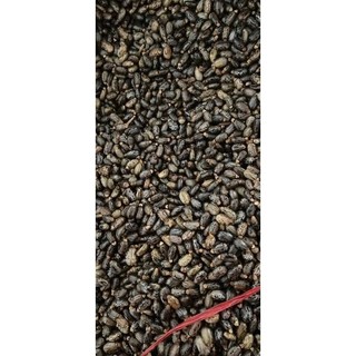 Cây thầu dầu tía giống
