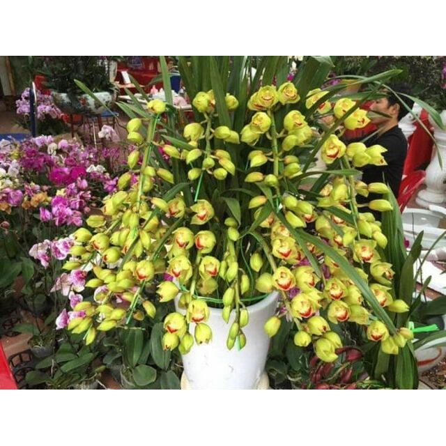 1 củ Địa Lan sato