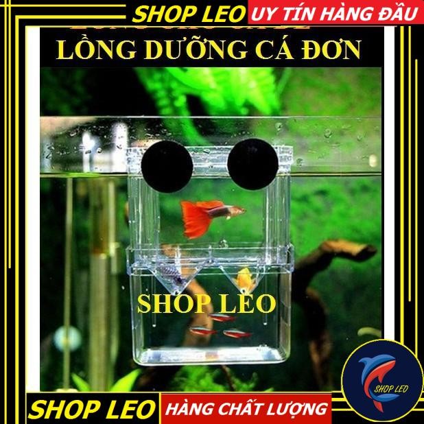 LỒNG CHO CÁ ĐẺ BẰNG MIKA - LỒNG DƯỠNG cá