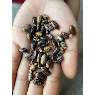 Cây thầu dầu tía giống