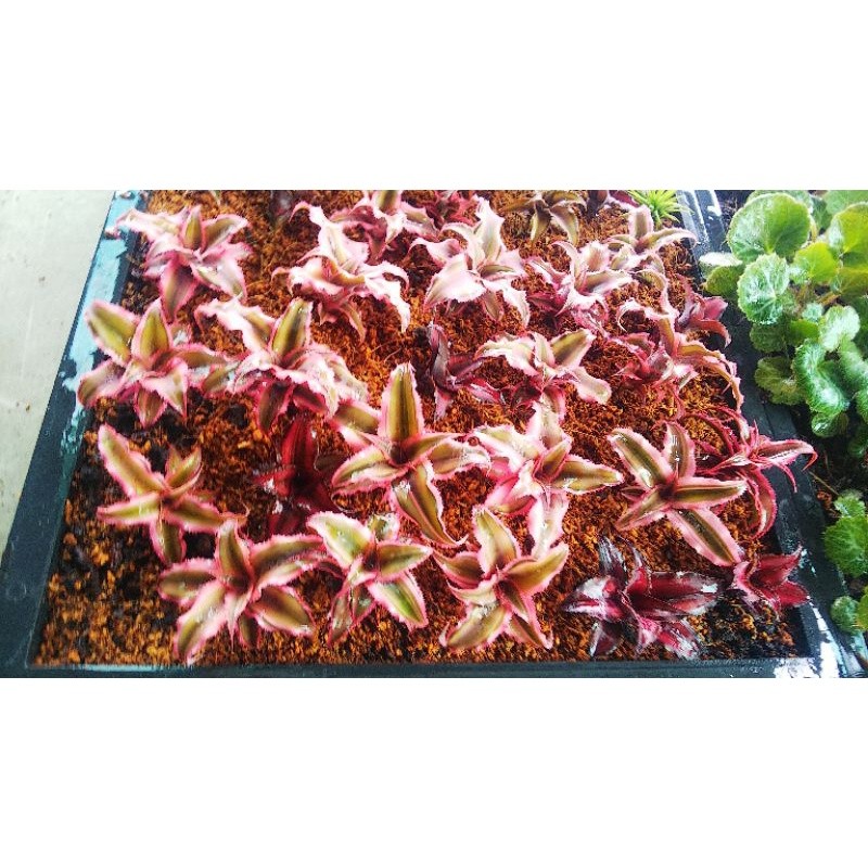 Dứa trang trí mini, dứa phụng, dứa màu set terrarium bán cạn