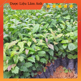 Cây Xạ đen Hoà Bình giống đóng bầu