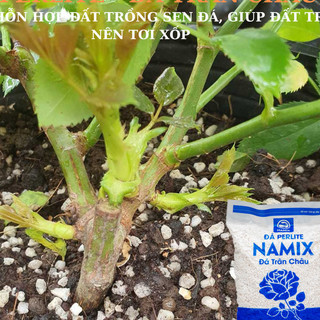 Đá Perlite Gói 5dm3 - Đá Trân Châu - Cực Phẩm Cho Sen Đá Và Xương Rồng giúp đất tơi xốp