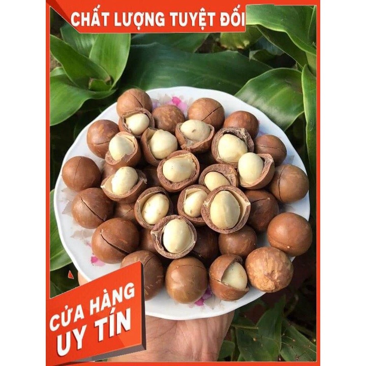 1KG MẮC CA SẤY KHÔ VỠ VỎ TỰ NHIÊN DAKLAK LOẠI SAI LỚN  25mm THIÊN THẢO FOOD