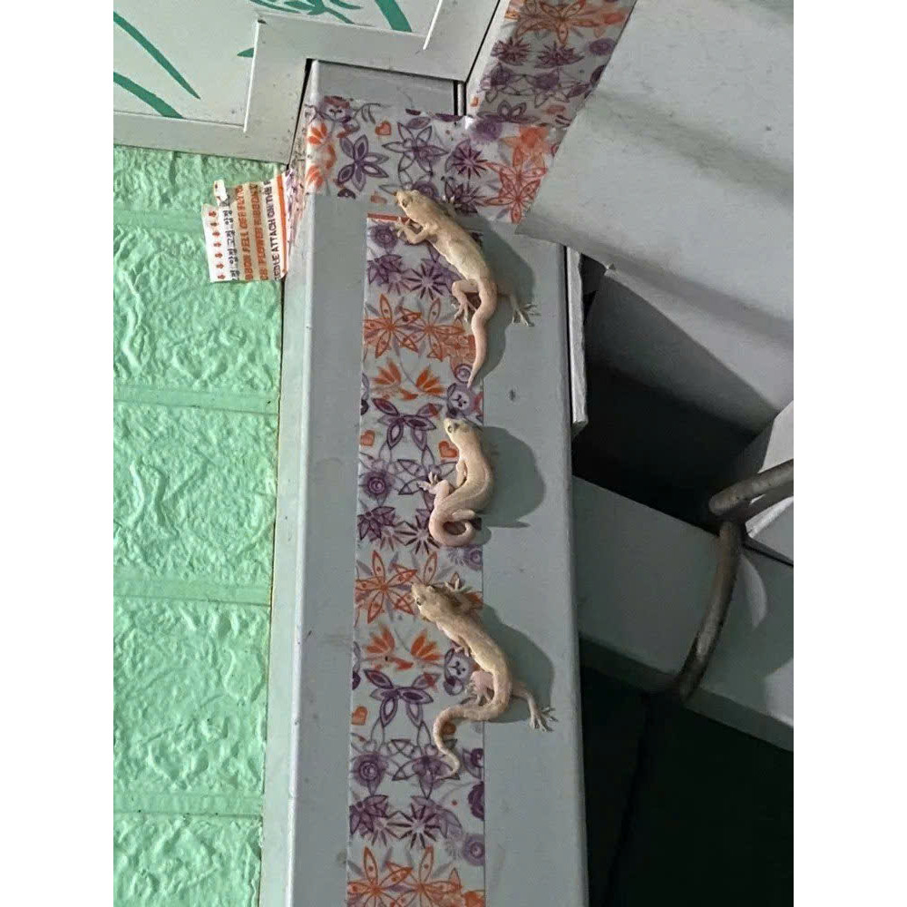 1 Miếng Keo Dính Thằn Lằn Keo Dán Thạch Sùng Keo Bắt Thằn Lằn Keo Bẫy Thằn Lằn Keo Diệt Thằn Lằn Bẫy