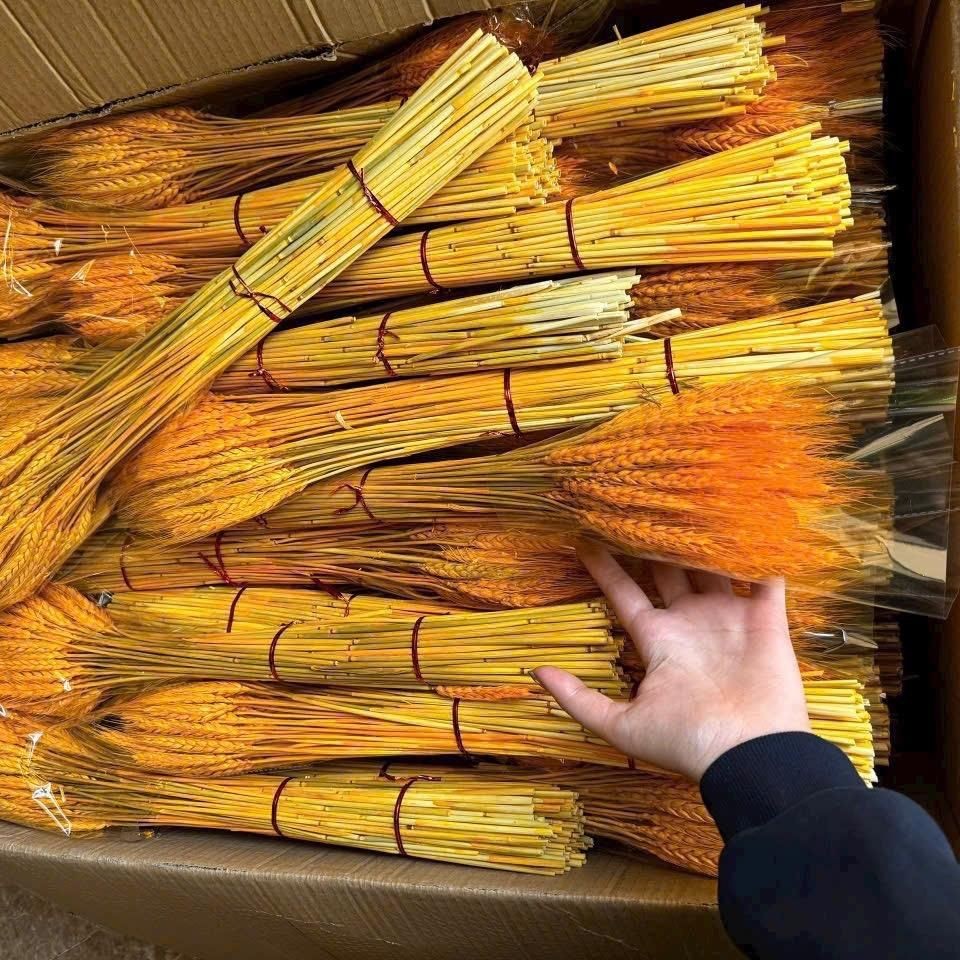 Combo 500 Bông Lúa Mạch Trang Trí  - Decor Phòng - Bông Lúa Mạch Trang Trí Chất Lượng Cao Trang Trí 