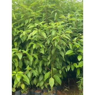 CÂY LONG NÃO GIỐNG