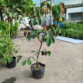 Hỏa tốc Cây Vú Sữa ( sẵn trái)
