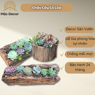 Chậu Cây Gỗ Lũa Thân Cây Tròn, Chữ Nhật, Trồng Sen Đá, Cây Cảnh, Ghép Lan - Xưởng Mộc Maido