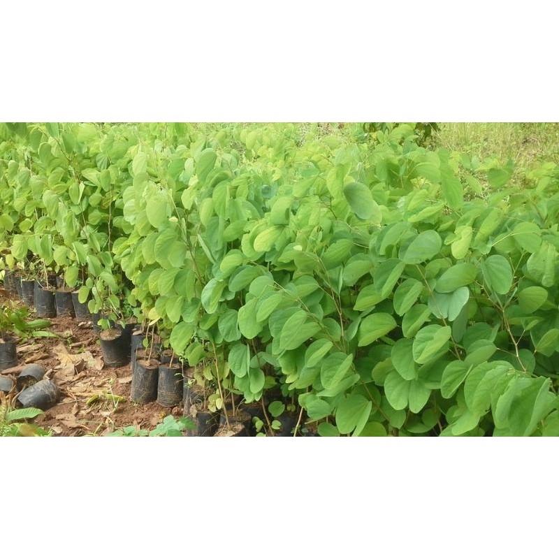 CÂY GIỐNG MÓNG BÒ TÍM [ CAO TRÊN 50 CM ] [ GHN EXPRESS