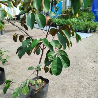 Hỏa tốc Cây Vú Sữa ( sẵn trái)