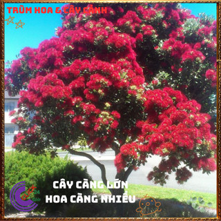 Chậu cây mai thái ĐỎ màu mới lạ mắt rất đẹp dễ trồng hoa quanh năm️💎Hoa Mười Giờ Bonsai & Phụ Kiện