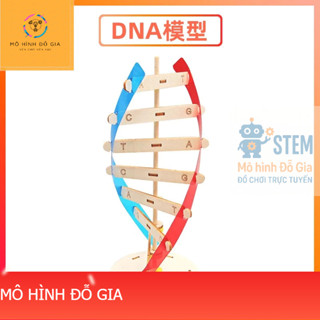  Mô hình STEM mô hình chuỗi DNA phục vụ giáo dục trẻ em tự ráp DIY 