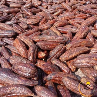 Chuối hột mật  rừng Tây Bắc sấy khô ngâm rượu loại 1 (500g, 1kg). Đồ ngâm rượu hạt chuối hột rừng tươi Tây Nguyên