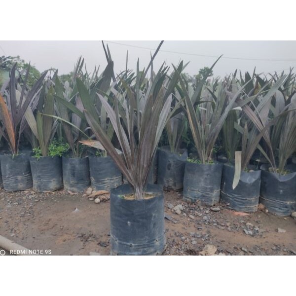 CÂY GIỐNG CỌ BẠC [ KÈ BẠC ]  ([ GHN EXPRESS