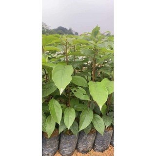 CÂY LONG NÃO GIỐNG
