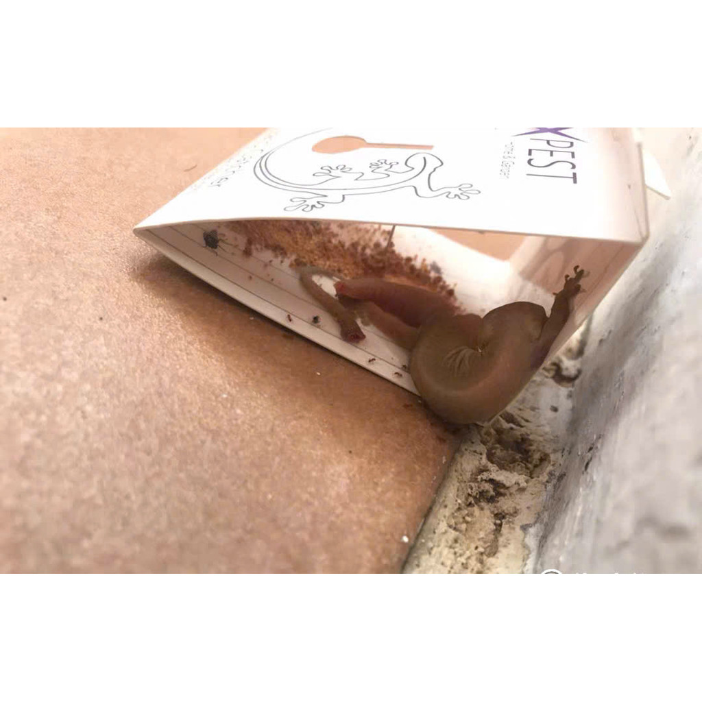 1 Keo Bẫy Thằn Lằn Miếng Keo Dán Thằn Lằn Keo Dán Thạch Sùng Keo Bắt Thằn Lằn Keo Diệt Thằn Lằn Bắt 