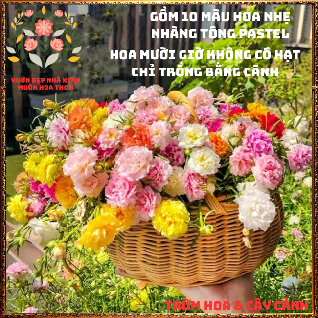 Cành Hoa Mười Giờ Thái Kép Combo 10 Màu Pastel Ngọt Ngào Siêu Đáng Yêu️📦 CÙNG SƯU TẬP GIỐNG HOA MỚI NHÉ