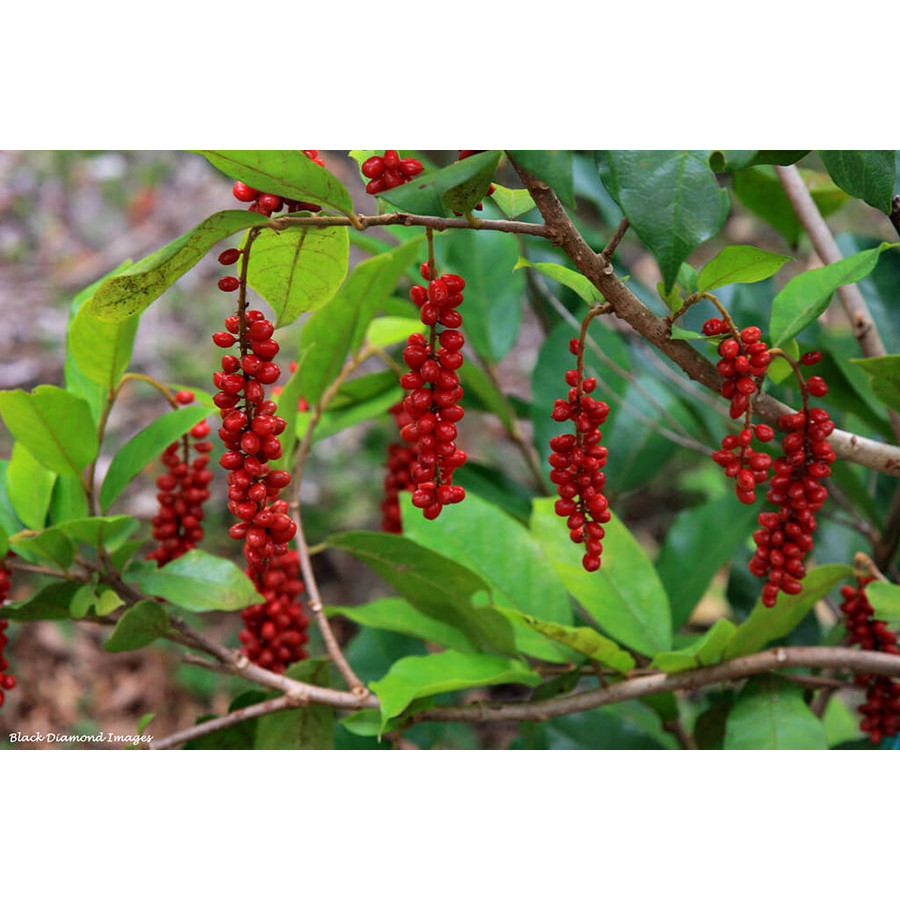 CÂY GIỐNG CHÒI MÒI [ cây dược liệu quý ] [ GHN EXPRESS