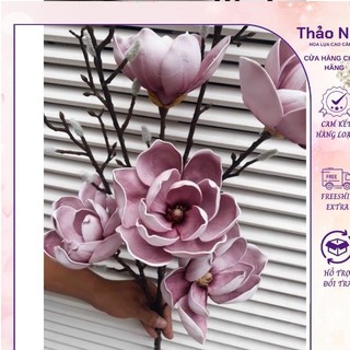 hoa mộc lan 6b