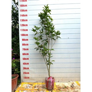 cây mộc hương ta hoa vàng choai (Ảnh thật)  cao 1mét2- 1m5