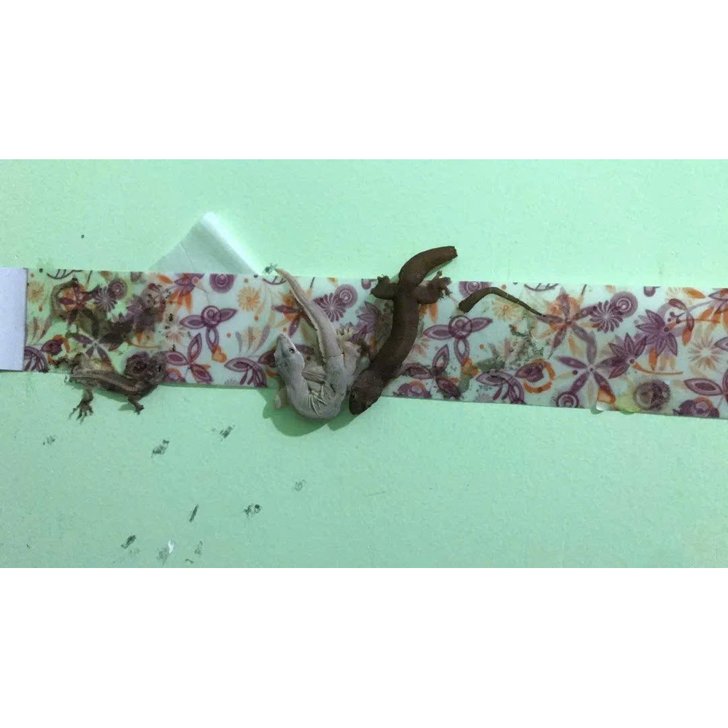 10 Miếng keo dính Thằn Lằn Keo Dán Thằn Lằn Keo Bẫy Thằn Lằn Diệt Thằng Lằn Tắc Kè Miếng Dán bắt Tắc