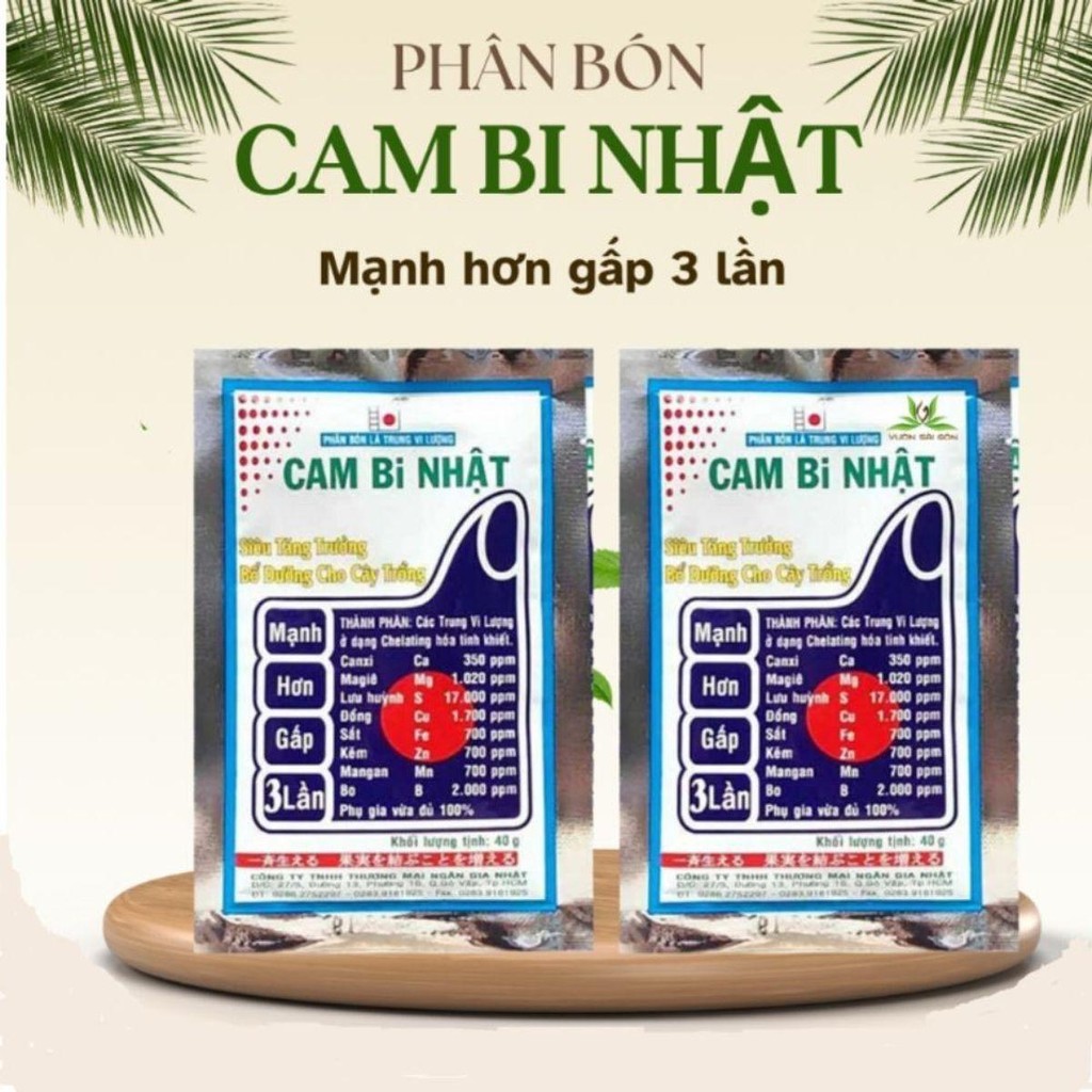 CAMBI NHẬT 308 - - SHOP HẠT GIỐNG CHERRY