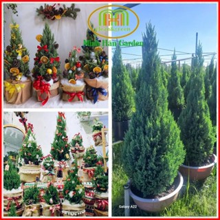Cây sơn tùng lớn noel 2024 1.2m trồng ngoài trời, trồng sân nhà mang ý nghĩa vững chắc như tùng bách
