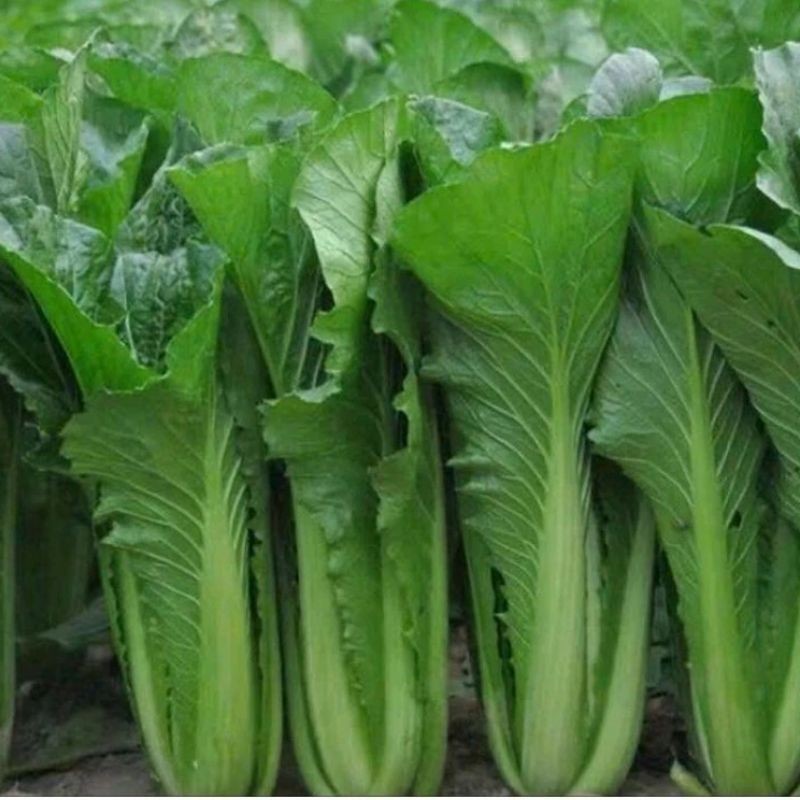Hạt Giống Cải 3 Mùa/Miền Loại 1 Siêu Ngon, Không Đắng, Cây To, Lá To, Nảy Mầm 99%, Gói 1000 Hạt